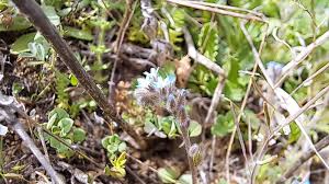 Attēlu rezultāti vaicājumam “Myosotis stricta”