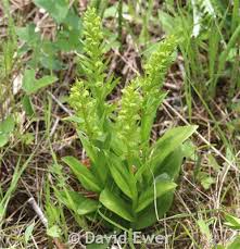 Attēlu rezultāti vaicājumam “Coeloglossum viride leaf”