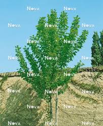 Attēlu rezultāti vaicājumam “Populus x berolinensis”