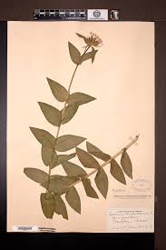 Attēlu rezultāti vaicājumam “Silene chalcedonica leaf”