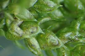 Attēlu rezultāti vaicājumam “Rhynchostegiella tenella macro”