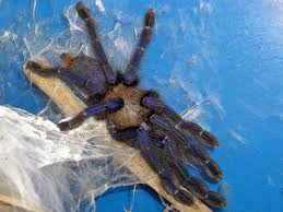 Attēlu rezultāti vaicājumam “Lamproderma violaceum”