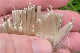 Attēlu rezultāti vaicājumam “Cirsium palustre fruit”