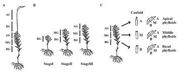 Attēlu rezultāti vaicājumam “Eurhynchium angustirete sporophyte”