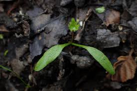 Attēlu rezultāti vaicājumam “Sium latifolium leaf”