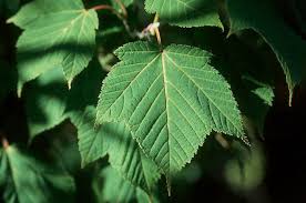 Attēlu rezultāti vaicājumam “Acer rufinerve flower”