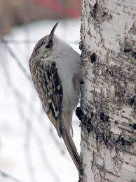 Attēlu rezultāti vaicājumam “Certhia familiaris”