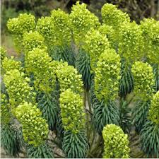 Image result for Wolfsmilch