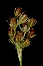 Attēlu rezultāti vaicājumam “Juncus conglomeratus fruit”