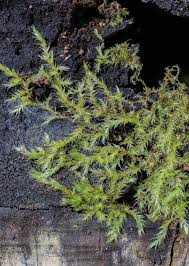 Attēlu rezultāti vaicājumam “Brachythecium salebrosum sporophyte”