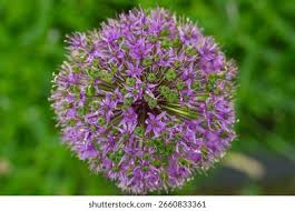 Attēlu rezultāti vaicājumam “Allium holandicum leaf”