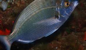 Image result for Diplodus puntazzo