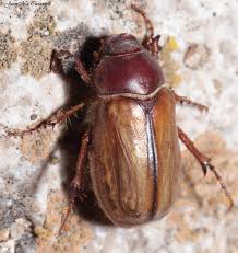 Attēlu rezultāti vaicājumam “Alloeotomus sp.”