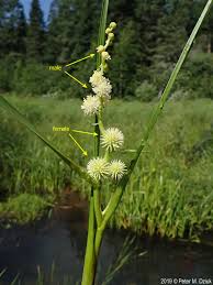 Attēlu rezultāti vaicājumam “Sparganium erectum aggr. flower”