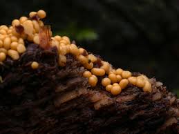 Attēlu rezultāti vaicājumam “Didymium megalosporum macro”