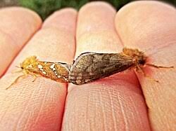 Attēlu rezultāti vaicājumam “Phymatopus hecta”