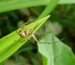 Attēlu rezultāti vaicājumam “Diaea dorsata”