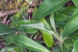 Attēlu rezultāti vaicājumam “Pilosella officinarum bud”