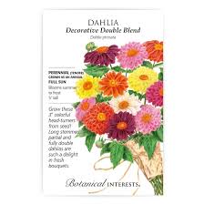 Image result for Dahlia x pinnata `Decorative Giants`