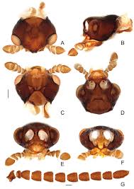 Attēlu rezultāti vaicājumam “Phosphaenus hemipterus male”