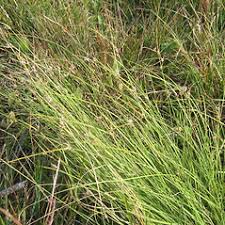 Attēlu rezultāti vaicājumam “Sclerophora farinacea”