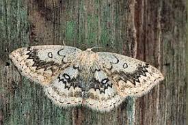 Attēlu rezultāti vaicājumam “Cyclophora annularia”