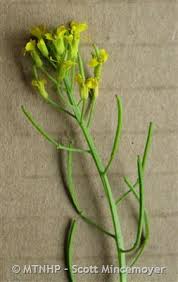 Attēlu rezultāti vaicājumam “Erysimum cheiranthoides flower”