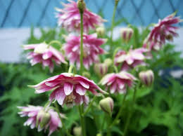 Image result for Aquilegia vulgaris `Nora Barlow`