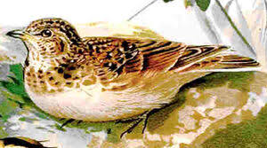 Image result for Melanocorypha bimaculata