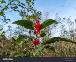 Attēlu rezultāti vaicājumam “Lonicera ferdinandii”