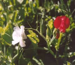 Attēlu rezultāti vaicājumam “Lathyrus latifolius bud”