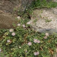 Attēlu rezultāti vaicājumam “Spergularia rubra”