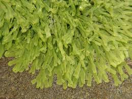 Attēlu rezultāti vaicājumam “Metzgeria violacea”