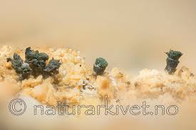 Attēlu rezultāti vaicājumam “Microcalicium disseminatum”