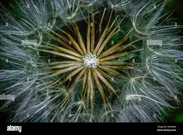 Attēlu rezultāti vaicājumam “Tragopogon heterospermus bud”