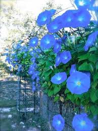 Image result for Ipomoea Heavenly Blue