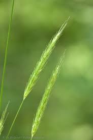 Attēlu rezultāti vaicājumam “Hordelymus europaeus”