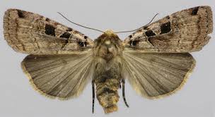 Attēlu rezultāti vaicājumam “Xestia triangulum”