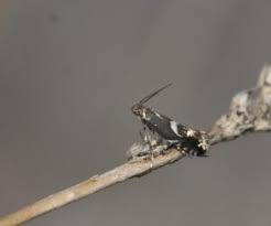 Attēlu rezultāti vaicājumam “Glyphipterigidae”