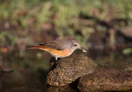 Attēlu rezultāti vaicājumam “Phoenicurus phoenicurus female”