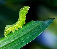 Attēlu rezultāti vaicājumam “Amphipyra”