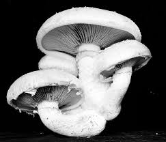 Attēlu rezultāti vaicājumam “Pholiota heteroclita”