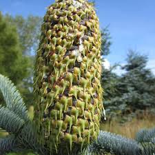 Attēlu rezultāti vaicājumam “Picea abies fo. virgata fruit”
