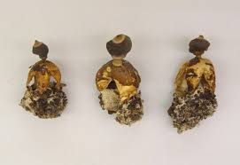 Attēlu rezultāti vaicājumam “Geastrum quadrifidum”