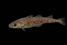 Image result for Gadus macrocephalus