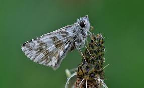 Attēlu rezultāti vaicājumam “Pyrgus alveus”