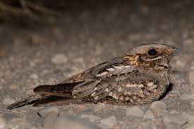 Image result for Caprimulgus ruficollis