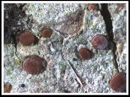 Attēlu rezultāti vaicājumam “Bacidia subincompta”