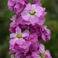 Image result for Stockrose
