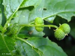 Attēlu rezultāti vaicājumam “Mercurialis perennis fruit”